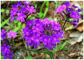 Flower Seeds : Hastata Blue Best Seeds For Home Garden Garden [Home Garden Seeds Eco Pack] Plant Seeds By Creative Farmer