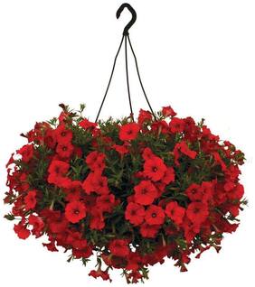 Flower Seeds : Scarlet Red Petunia Seeds Plants Seeds For Mini Pots Garden [Home Garden Seeds Eco Pack] Plant Seeds By Creative Farmer