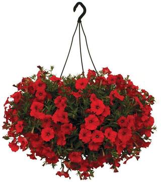 Flower Seeds : Scarlet Red Petunia Seeds Plants Seeds For Mini Pots Garden [Home Garden Seeds Eco Pack] Plant Seeds By Creative Farmer