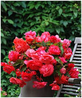 Flower Seeds : Begonia Flower White Seeds For Terrace Garden Flower Seeds For All Season Garden [Home Garden Seeds Eco Pack] Plant Seeds By Creative Farmer