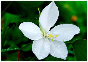 Flower Seeds : Dwarf White Bauhinia Balcony Garden Live Plant Seeds Garden [Home Garden Seeds Eco Pack] Plant Seeds By Creative Farmer