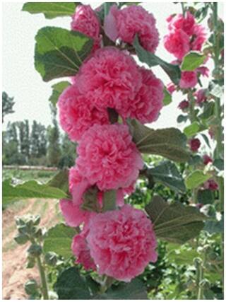 Flower Seeds : Hollyhocks Mixed Pot Variery Hybrid Seed Packet Garden [Home Garden Seeds Eco Pack] Plant Seeds By Creative Farmer