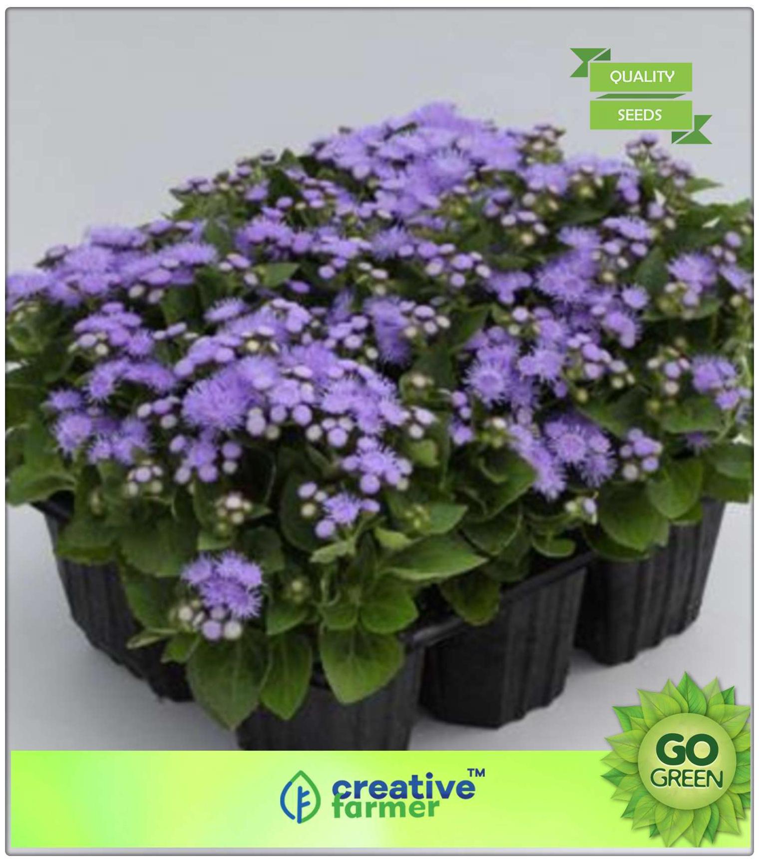 https://assetscdn1.paytm.com/images/catalog/product/H/HO/HOMFLOWER-SEEDSCREA88747665F750/1563113055985_0..jpg