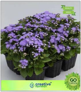 Flower Seeds Plants : Ageratum Houstonianum Premium Kitchen Garden Plant Seeds