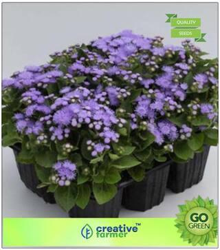 Flower Seeds Plants : Ageratum Houstonianum Premium Kitchen Garden Plant Seeds