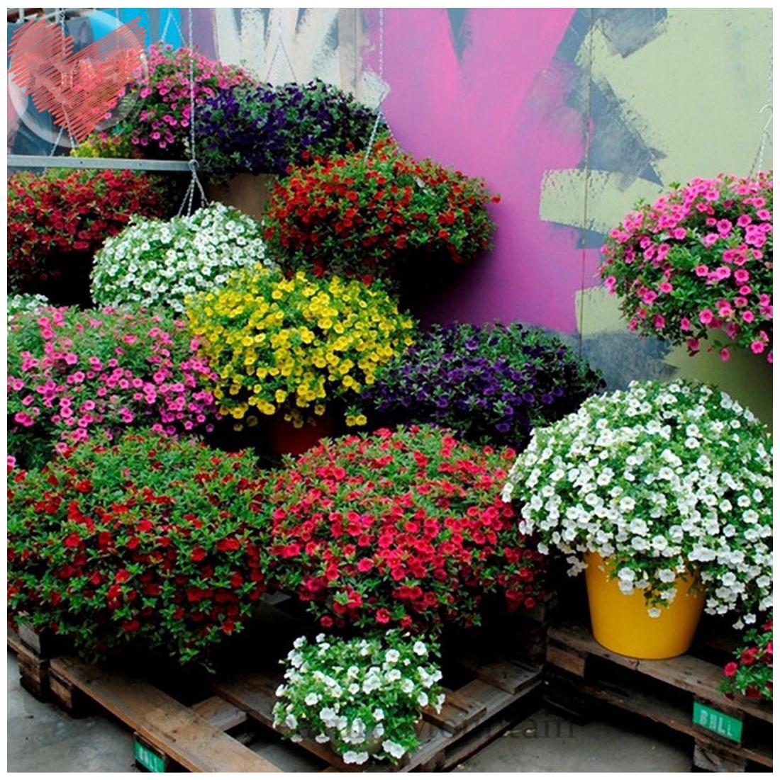 https://assetscdn1.paytm.com/images/catalog/product/H/HO/HOMFLOWER-SEEDSCREA88747672E2B9C/1563033547279_1..jpg