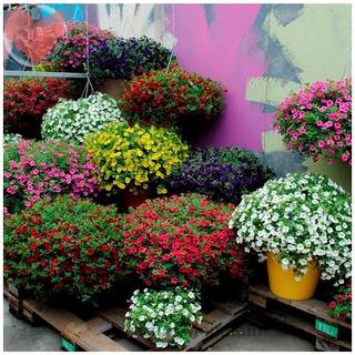 Flower Seeds : Petunia Best Pro Mix Flower Seeds Hybrid Flower Seeds For All Season Garden [Home Garden Seeds Eco Pack] Plant Seeds By Creative Farmer