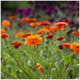 Flower Seeds : Orange Pot Marigold (Dwarf) Flower Seeds Garden Seeds For Balcony Garden [Home Garden Seeds Eco Pack] Plant Seeds By Creative Farmer