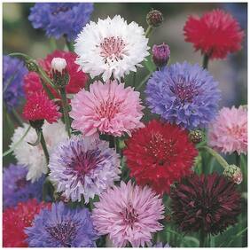 Flower Seeds : Corn Flower- Frosty Mixed Hybrid Garden Flower Seeds Flower Seeds For Winter Garden [Home Garden Seeds Eco Pack] Plant Seeds By Creative Farmer