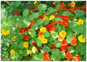 Flower Seeds : Watercress Flower Seeds Plant Seeds Terrace Garden Seeds Garden [Home Garden Seeds Eco Pack] Plant Seeds By Creative Farmer
