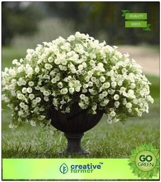 Flower Seeds For Garden : Petunia White Hanging Variety Premium Kitchen Garden Plant Seeds