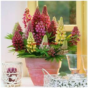 Flower Seeds : Lupine Exotic Seeds Low Maintenance Garden [Home Garden Seeds Eco Pack] Plant Seeds By Creative Farmer