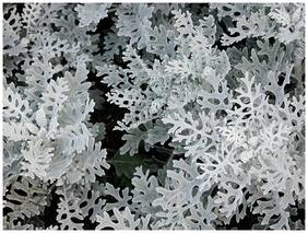 Flower Seeds : Dusty Miller Flower Seed Packets Flower Seeds Online Garden [Home Garden Seeds Eco Pack] Plant Seeds By Creative Farmer