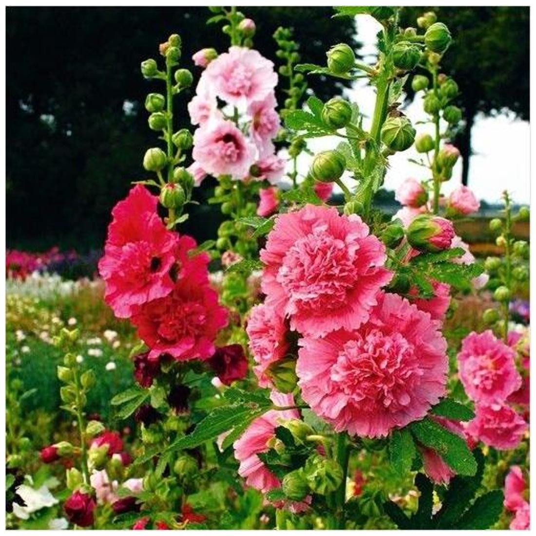 https://assetscdn1.paytm.com/images/catalog/product/H/HO/HOMFLOWER-SEEDSCREA887476D3919F/1563111800094_1..jpg