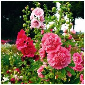 Flower Seeds : Hollyhock Flower Seeds Beautiful Colors Mixed Pack Air Purifier Garden [Home Garden Seeds Eco Pack] Plant Seeds By Creative Farmer