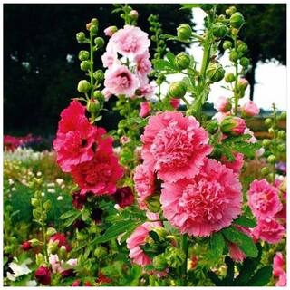 Flower Seeds : Hollyhock Flower Seeds Beautiful Colors Mixed Pack Air Purifier Garden [Home Garden Seeds Eco Pack] Plant Seeds By Creative Farmer