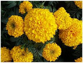Flower Seeds Marigold African Yellow Flower Flower Seeds For Home Garden-100 Seeds by Creative Farmer
