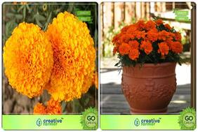 Flower Seeds : Combo Flower Seeds Combo Marigold-Hawaii