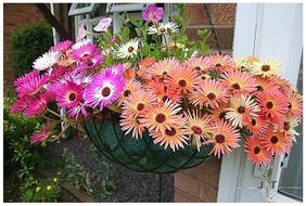 Flower Seeds : Livingston Daisy Flower Seeds Pot - Garden Flower Seeds Pack by Creative Farmer