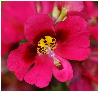 Flower Seeds : Schizanthus Butterfly Flower Plant Seeds For All Season Flower Seeds For Direct Sowing Garden [Home Garden Seeds Eco Pack] Plant Seeds By Creative Farmer