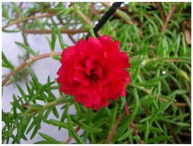 Flower Seeds : Portulaca Red Mix Garden Seeds Garden Seeds For Pots Garden [Home Garden Seeds Eco Pack] Plant Seeds By Creative Farmer