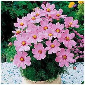 Flower Seeds : Rose Colour Cosmos Mixed Seeds Flower Seed Growing Flower Seeds For Balcony Garden [Home Garden Seeds Eco Pack] Plant Seeds By Creative Farmer