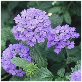 Flower Seeds : Verbena Hybrid Blue Color Flower Seeds Hanging Aromatic Garden [Home Garden Seeds Eco Pack] Plant Seeds By Creative Farmer