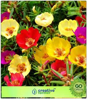 Flower Seeds For All Season India : Portulaca Butterflies Mix Premium Kitchen Garden Plant Seeds