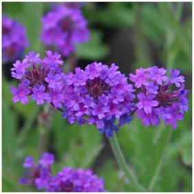 Flower Seeds : Verbena Mixed Premium Seeds Blue Farming Seeds Garden [Home Garden Seeds Eco Pack] Plant Seeds By Creative Farmer