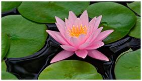 Flower Seeds : Indian Lotus Pink Flower Nelumbo Nucifera Kamal/Sacred Water Lily 15 Seeds- Seeds For Indian Climate Garden [Home Garden Seeds Eco Pack] Plant Seeds By Creative Farmer