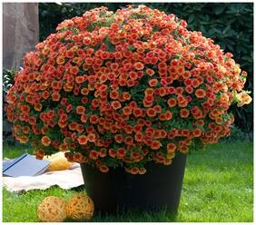 Flower Seeds : Petunia Prizm Sunshine Hanging Flower Seeds Suitable For Terrace Gardening /Grow Bag Garden [Home Garden Seeds Eco Pack] Plant Seeds By Creative Farmer