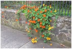 Flower Seeds : Nasturtium Indian Cress Seeds Troika Orange Heavy Blooming Flower Garden Seeds Of Flowers Hanging Basket Seeds- Garden Outdoor Garden [Home Garden Seeds Eco Pack]
