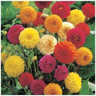 Flower Seeds : Giant Dahlia Flowered Flia Mix Balcony Garden Seeds For Gardening Garden [Home Garden Seeds Eco Pack] Plant Seeds By Creative Farmer