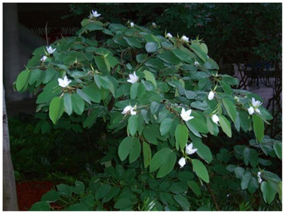 https://assetscdn1.paytm.com/images/catalog/product/H/HO/HOMFLOWER-SEEDSCREA8874773A7081B/1563029908500_0..jpg