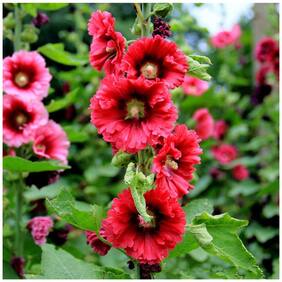 Flower Seeds : Hollyhock Summer Carnival Mixed Garden Seeds Packets Birds Attracting Flower Seeds Garden [Home Garden Seeds Eco Pack] Plant Seeds By Creative Farmer
