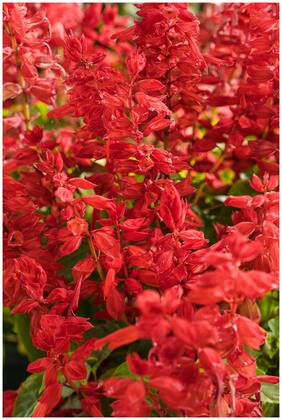 Flower Seeds : Salvia Vista Red Mix Flower Seeds For Terrace And Kitchen Gardening Garden [Home Garden Seeds Eco Pack] Plant Seeds By Creative Farmer