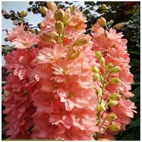 Flower Seeds : Larkspur-Rose Smile Sweet Smelling Garden [Home Garden Seeds Eco Pack] Plant Seeds By Creative Farmer