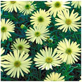Flower Seeds : Metrecaria Gold Star Flower Seeds - Kitchen Garden Pack by Creative Farmer
