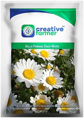 Flower Seeds For Naturalizing- Bellis Perensis Daisy White Flower Seeds for Gardening - 1 Packet by Creative Farmer