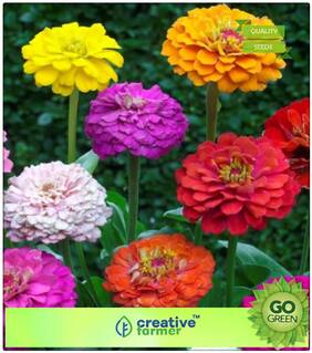 Flower Seeds In Rainy Season : Zinnia Elegans Lilliput Mixed Premium Kitchen Garden Plant Seeds