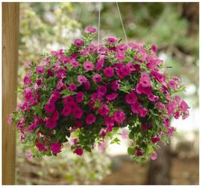 Flower Seeds : Petunia Super Grandiflora Pink Garden Balcony Flower Seeds For All Season Garden [Home Garden Seeds Eco Pack] Plant Seeds By Creative Farmer