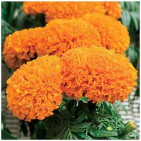 Flower Seeds : Marigold-Hawaii Orange Flower Exotic Plants Seeds Garden [Home Garden Seeds Eco Pack] Plant Seeds By Creative Farmer
