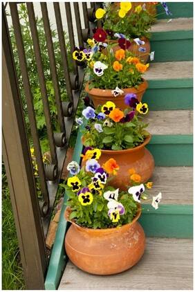 Flower Seeds : Pansy Melanium Garden Seeds Of Flowers Garden Herge Garden [Home Garden Seeds Eco Pack] Plant Seeds By Creative Farmer