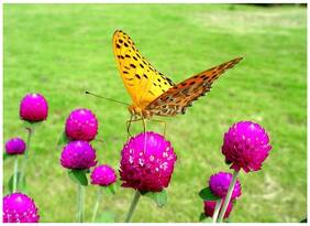 Flower Seeds : Gomphrena Long Lasting Cut Flower Butterfly Attracting Flower Seeds Hybrid - Garden Flower Seeds Pack by Creative Farmer