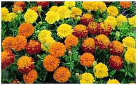 Flower Seeds : French Marigold Brocade Mixed High Flowering Variety Seeds For Terrace Garden Quality Seeds Garden [Home Garden Seeds Eco Pack] Plant Seeds By Creative Farmer