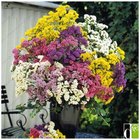 Flower Seeds Limonium Seeds (Limonium Sinuatum) 7 Mixed Colors Flower Garden Seeds