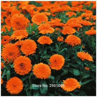 Flower Seeds : Gulsarfi Hybrid Seeds Container Gardening Garden [Home Garden Seeds Eco Pack] Plant Seeds By Creative Farmer
