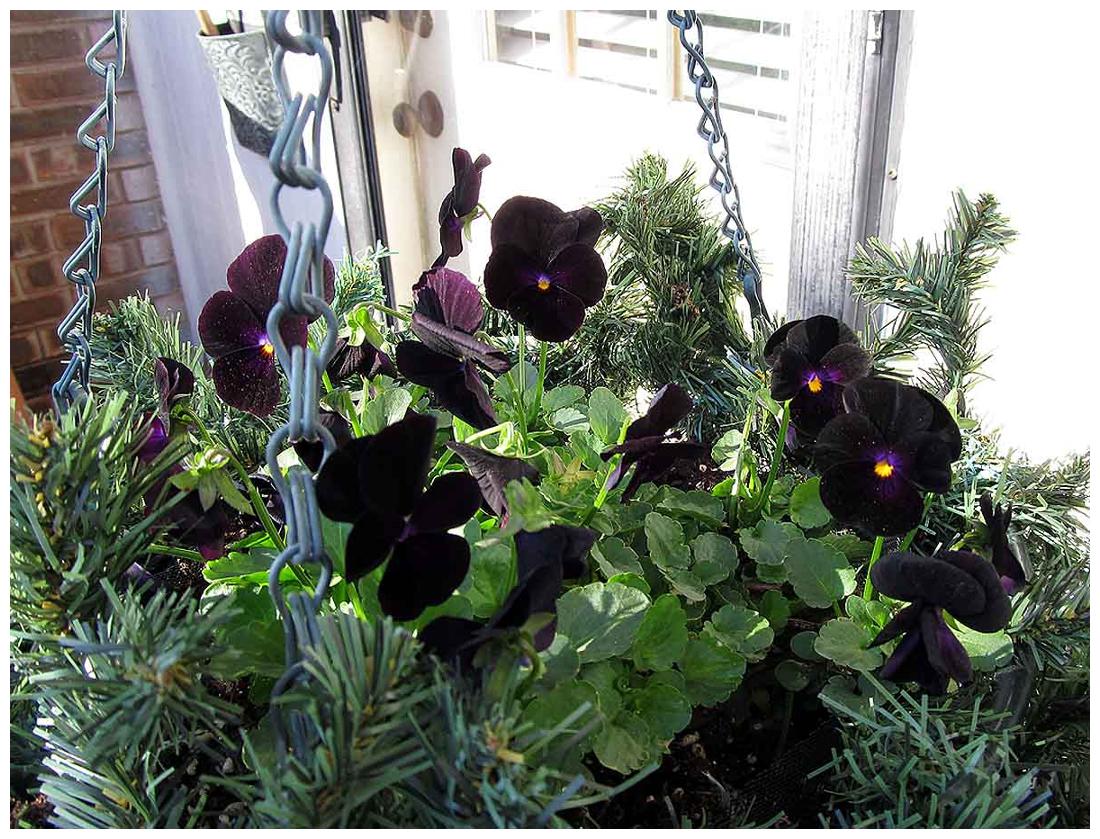 https://assetscdn1.paytm.com/images/catalog/product/H/HO/HOMFLOWER-SEEDSCREA887477DB1A901/1563111171447_1..jpg