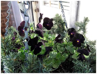 Flower Seeds : Pansy-Black Penther Home Garden Balcony Flower Seeds Pot Suit Garden [Home Garden Seeds Eco Pack] Plant Seeds By Creative Farmer