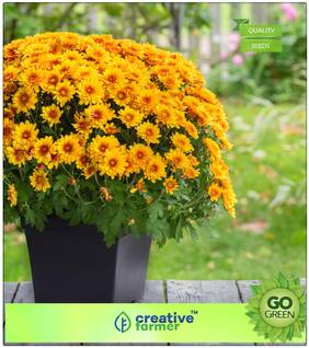 Flower Seeds Summer Season : Chrysanths Yellow Premium Kitchen Garden Plant Seeds